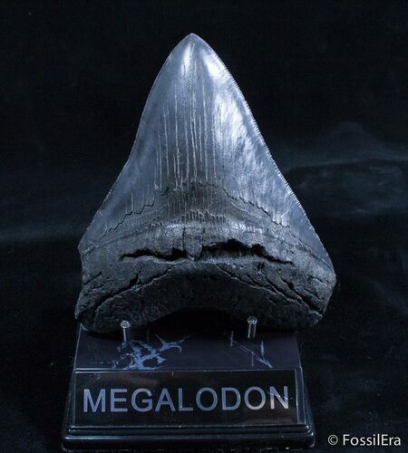 Inch Georgia Megalodon Tooth - Great Serrations #2166